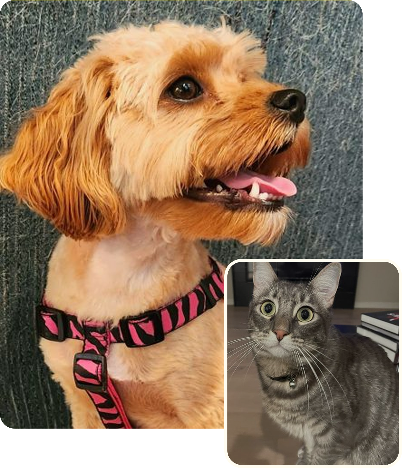 Smiling tan dog with pink harness and cat