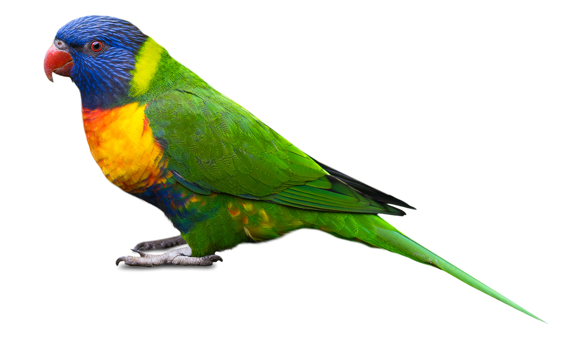 Colorful rainbow lorikeet on black background