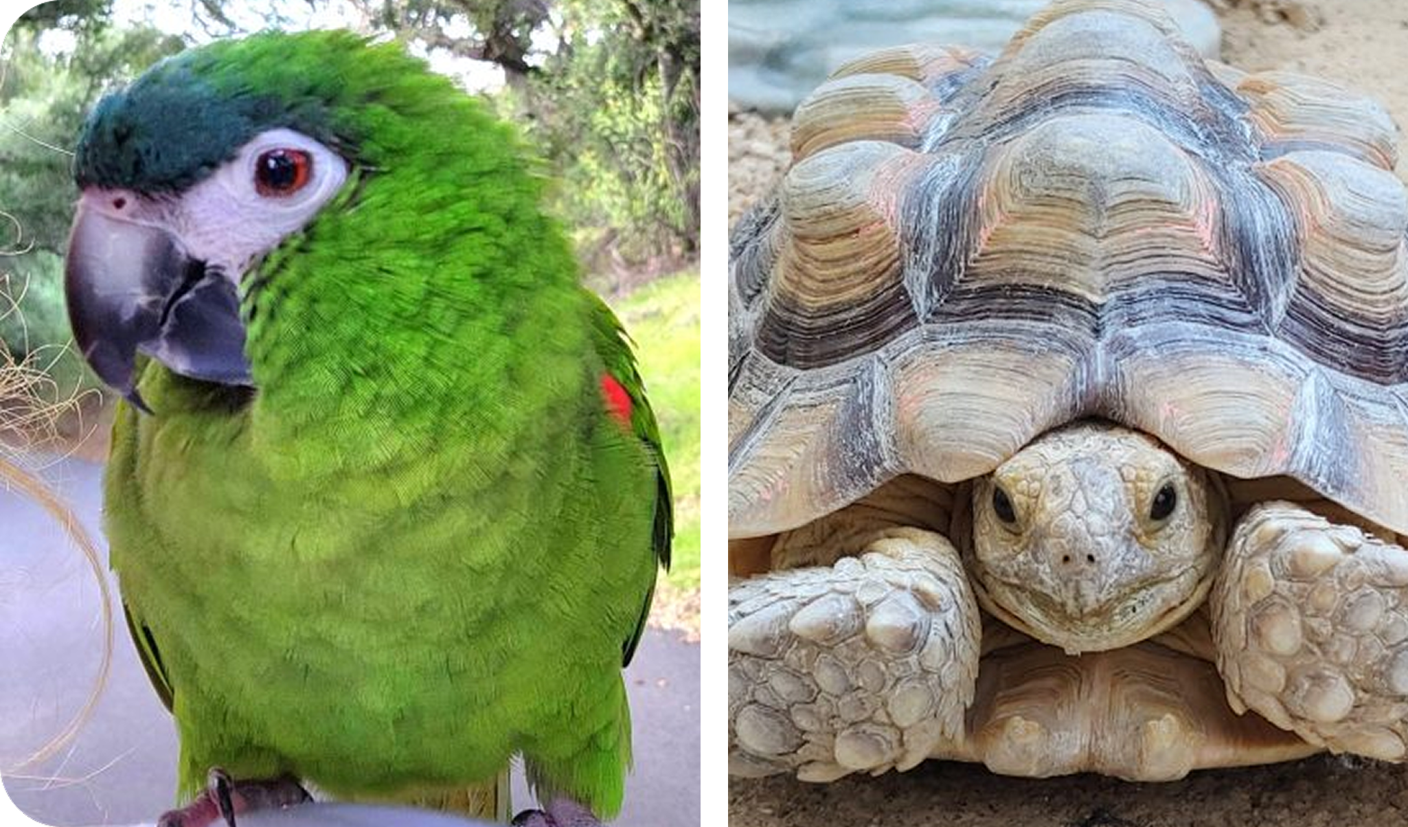 Green parrot and tortoise side by side