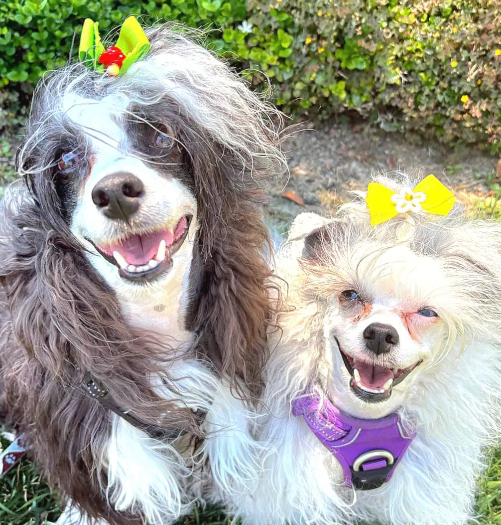 Two smiling dogs with colorful hair bows