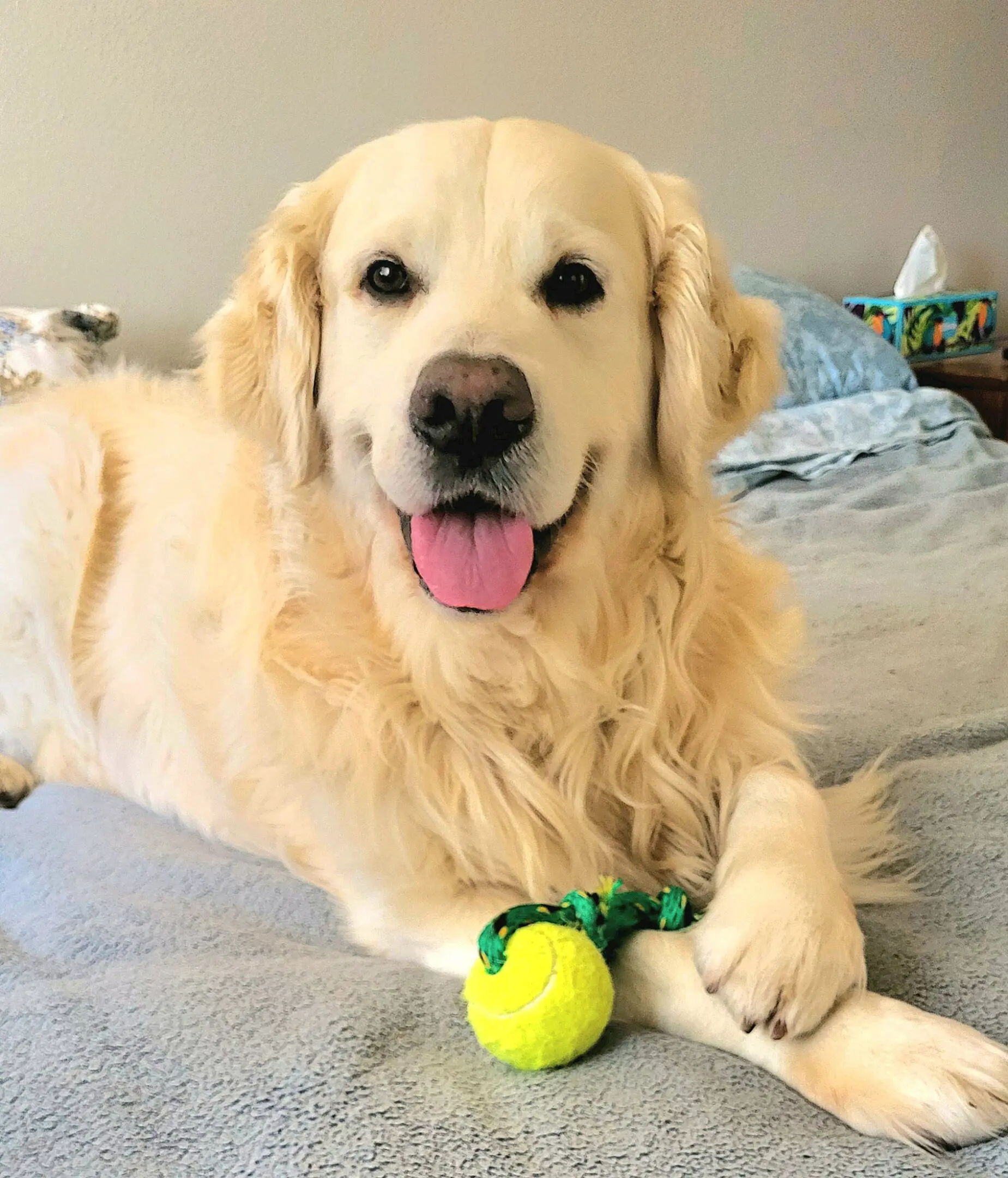Smiling golden retriever with tennis ball