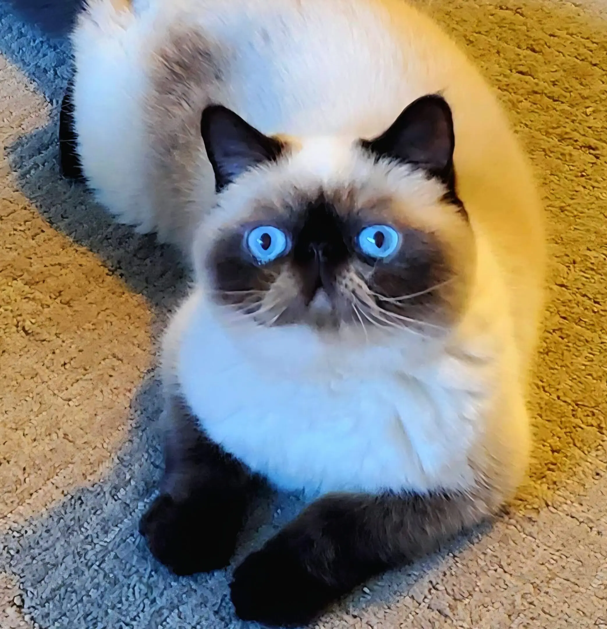 Blue-eyed Himalayan cat resting on carpet