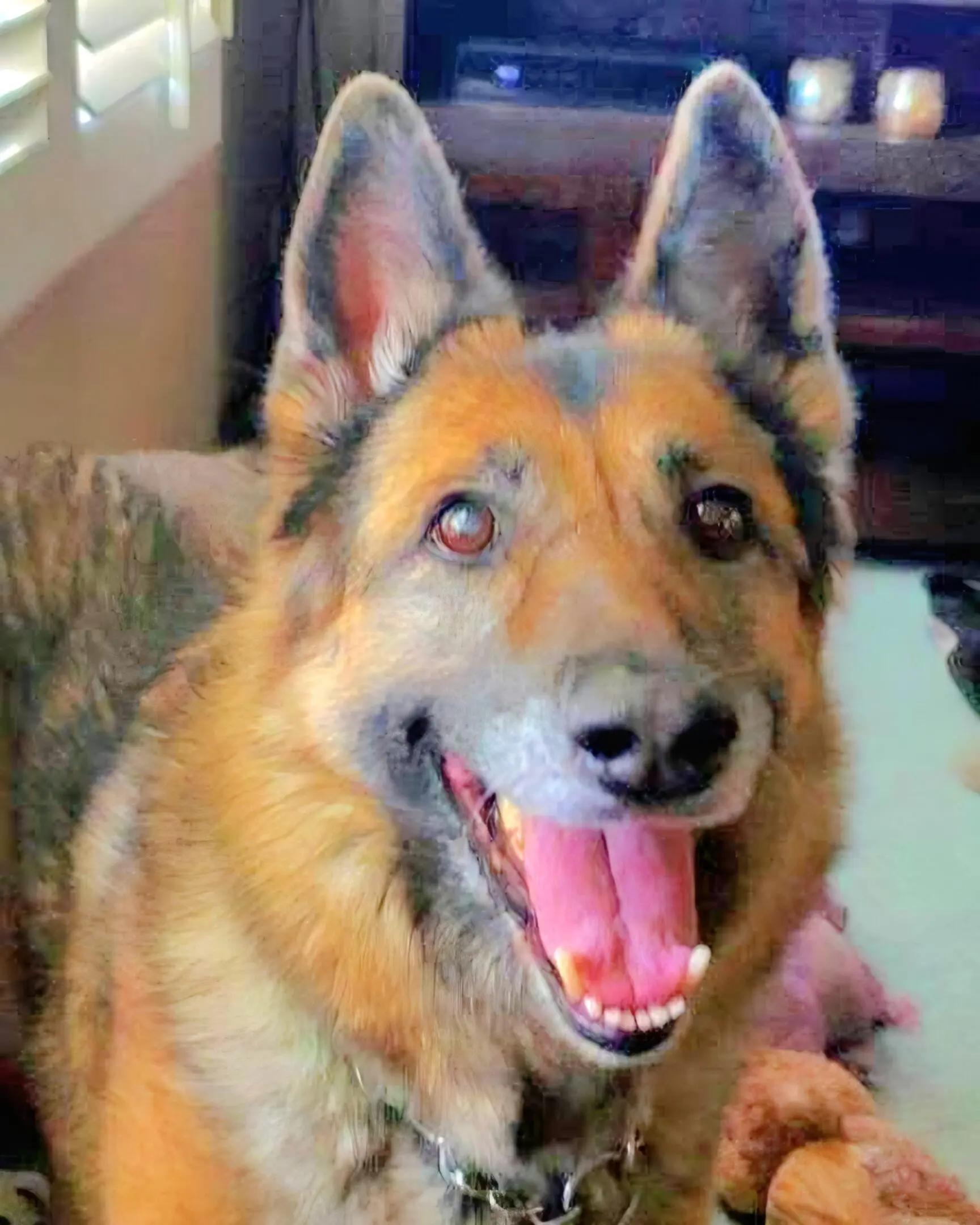 Happy German Shepherd with tongue out