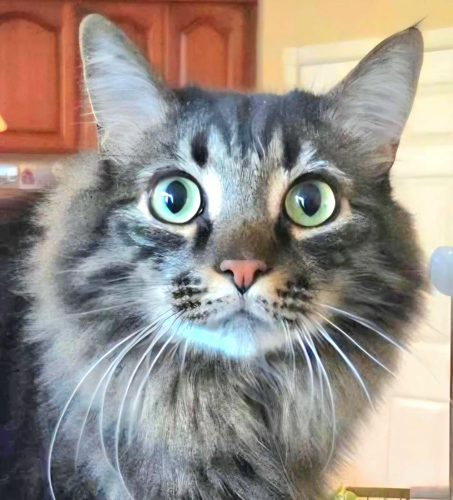 Long-haired gray tabby cat with big green eyes