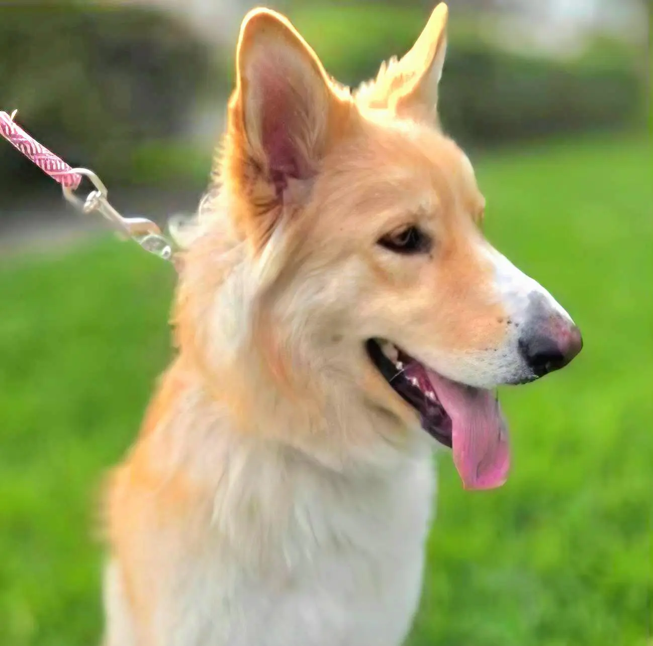 Tan and white dog on leash, tongue out