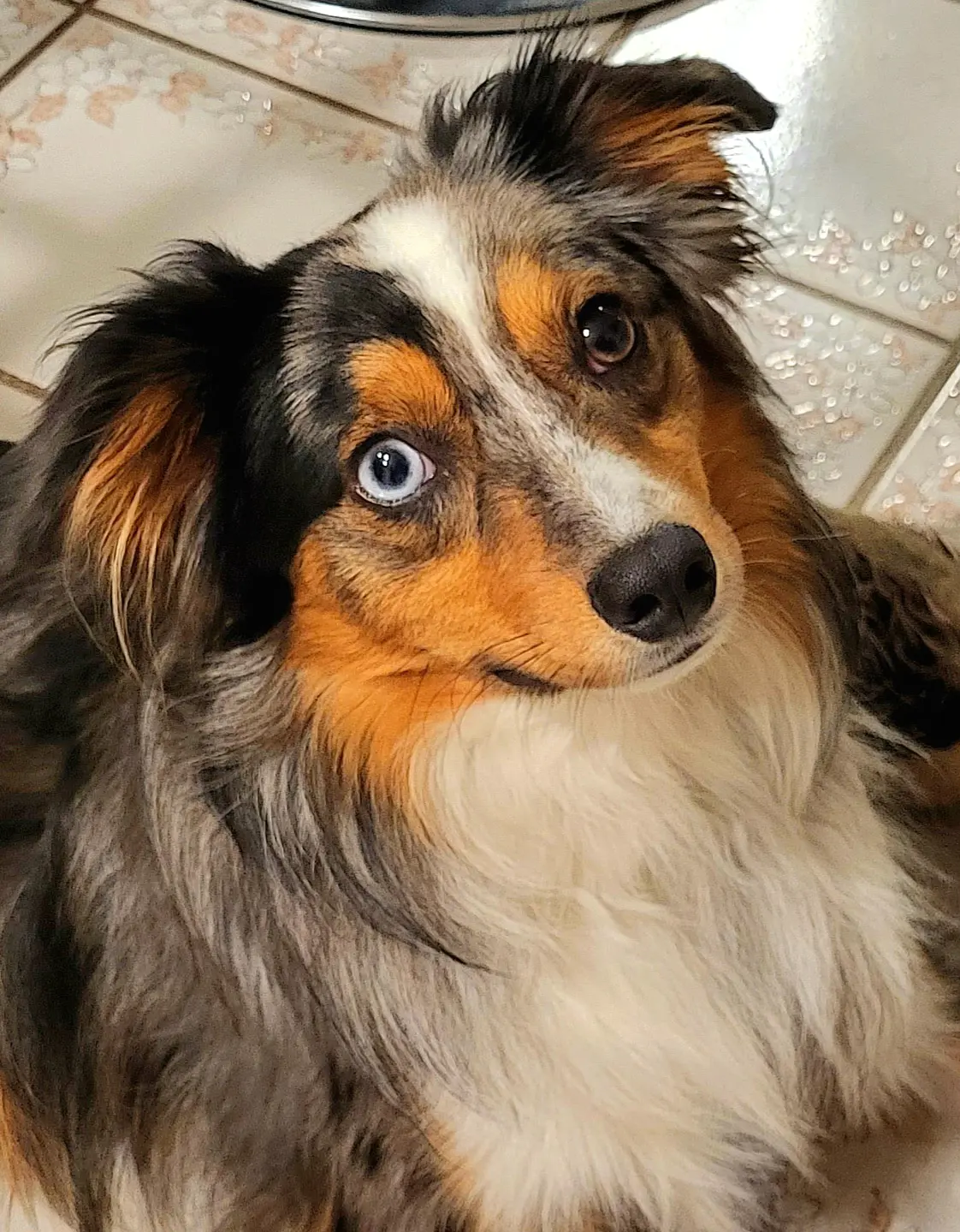 Merle Australian Shepherd with one blue eye