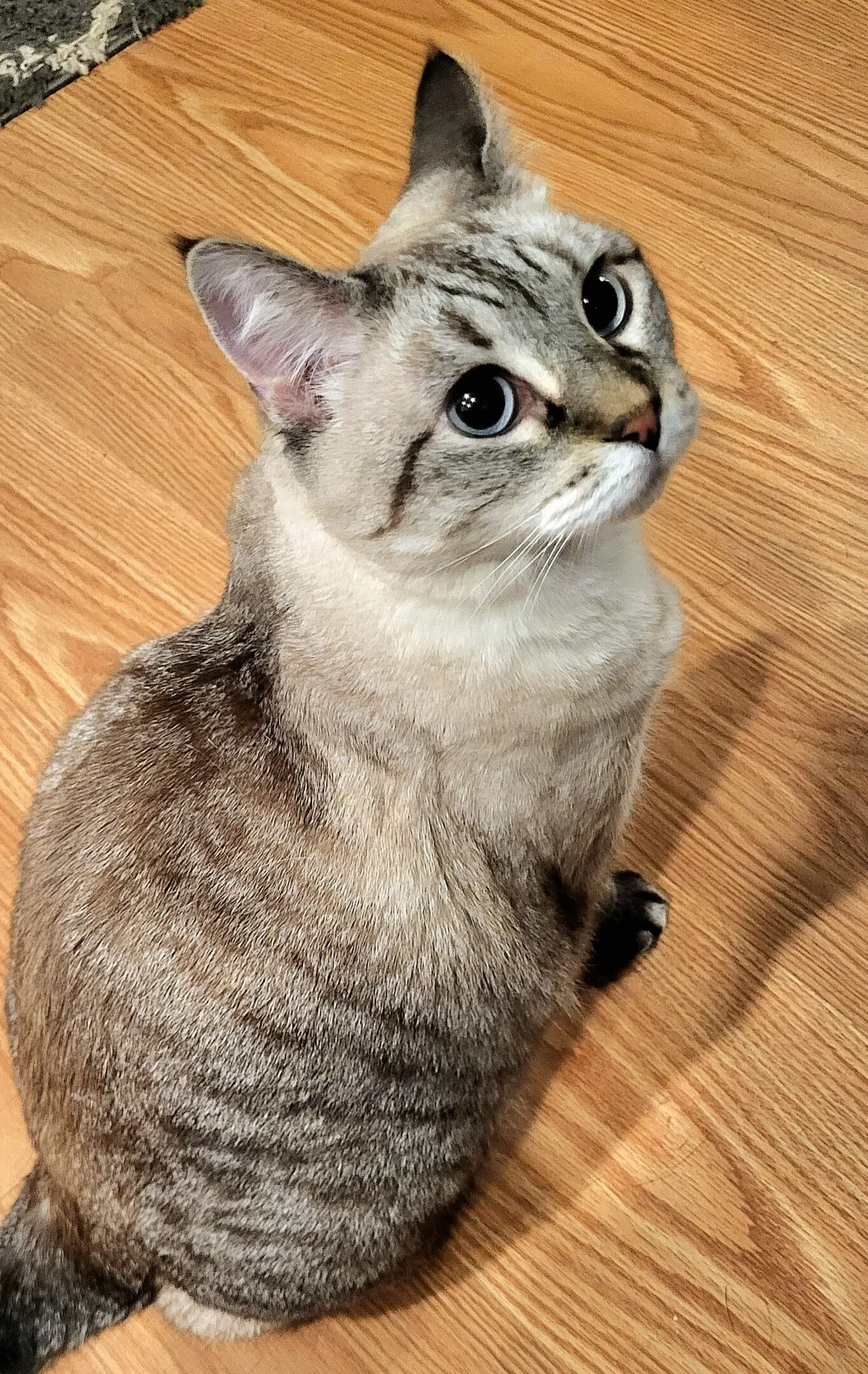 Blue-eyed tabby cat sitting on hardwood floor