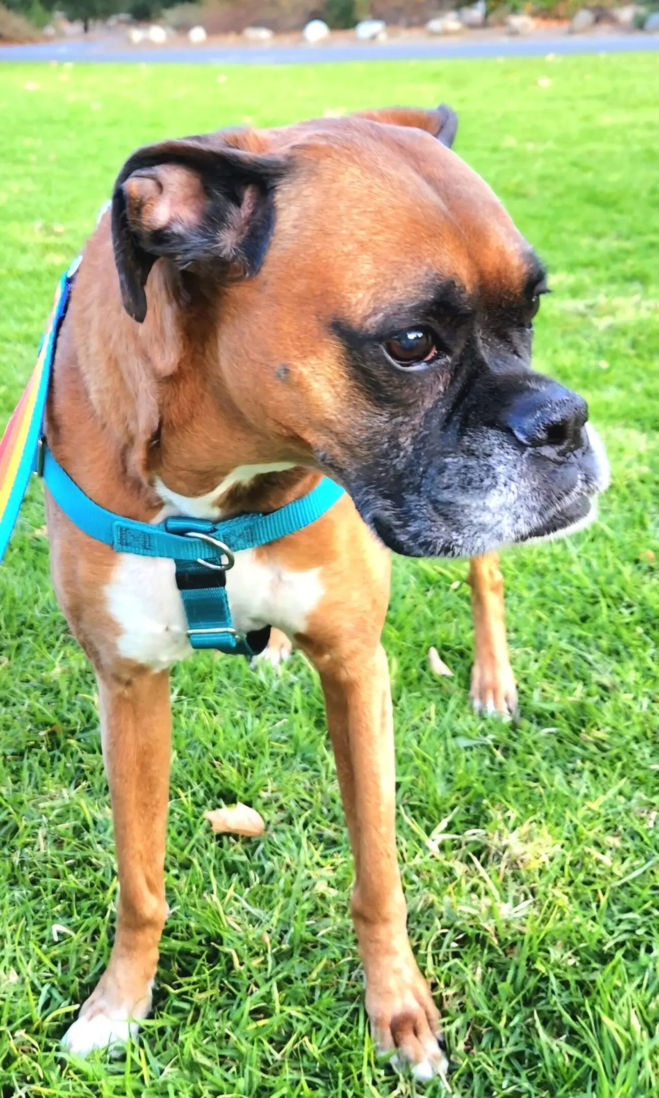 Brown boxer dog in blue harness on grass