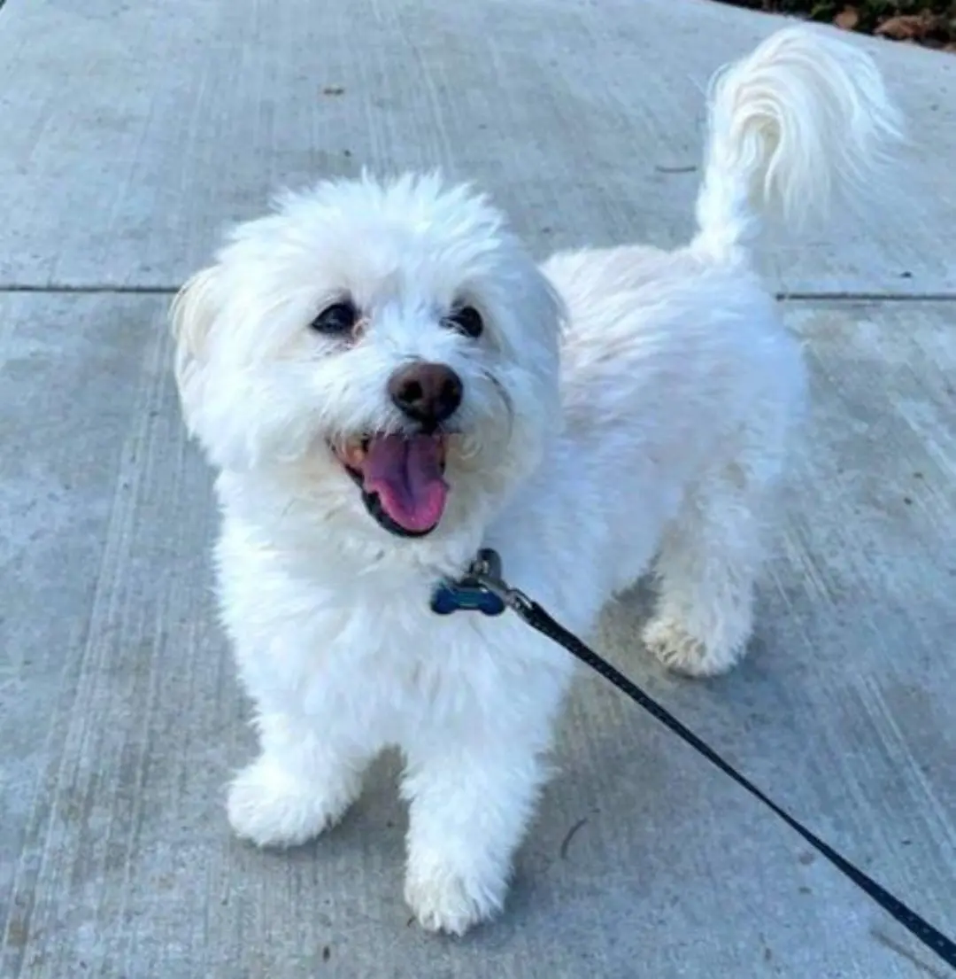 Happy small white dog on leash
