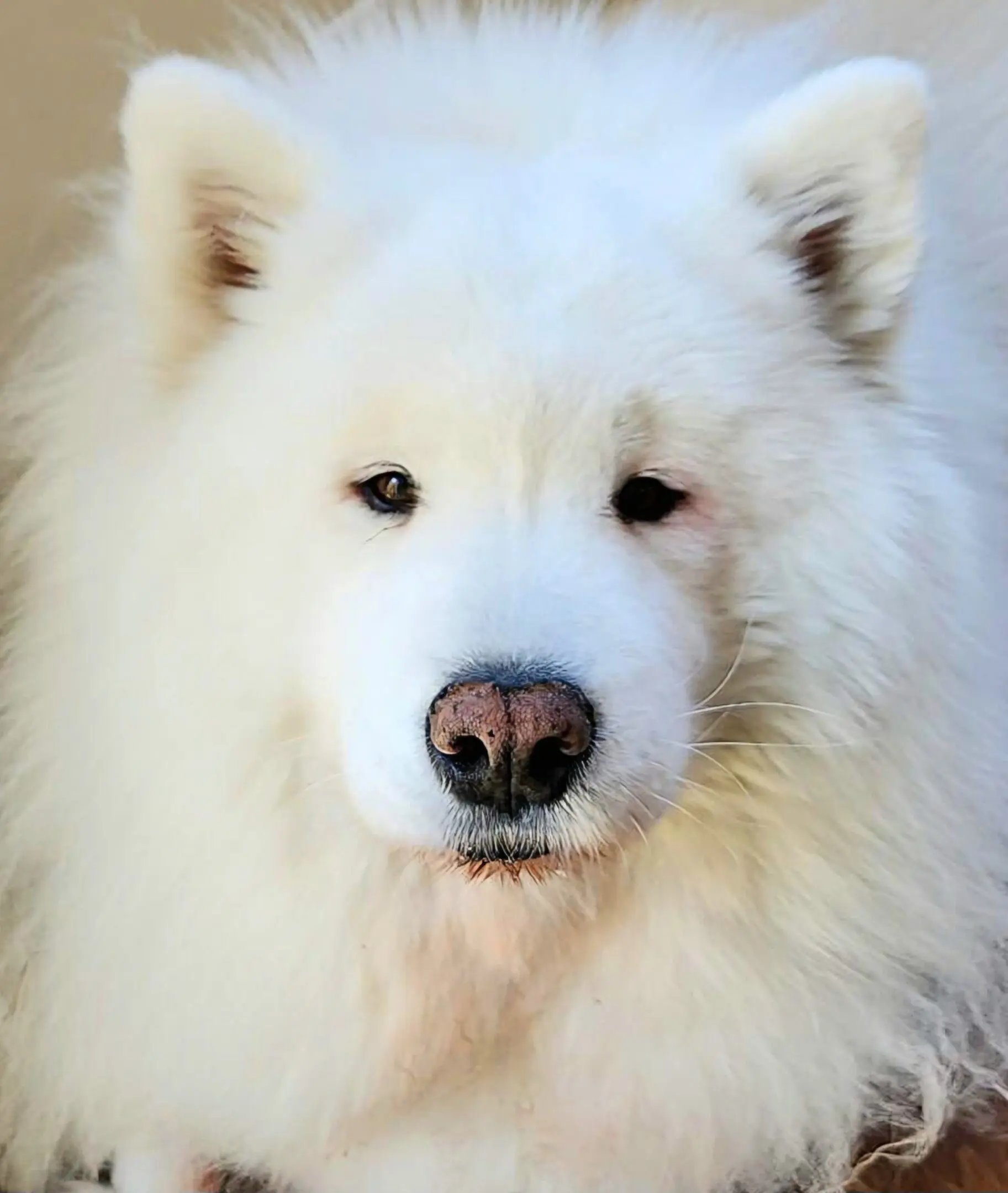 Close-up of fluffy white Samoyed dog