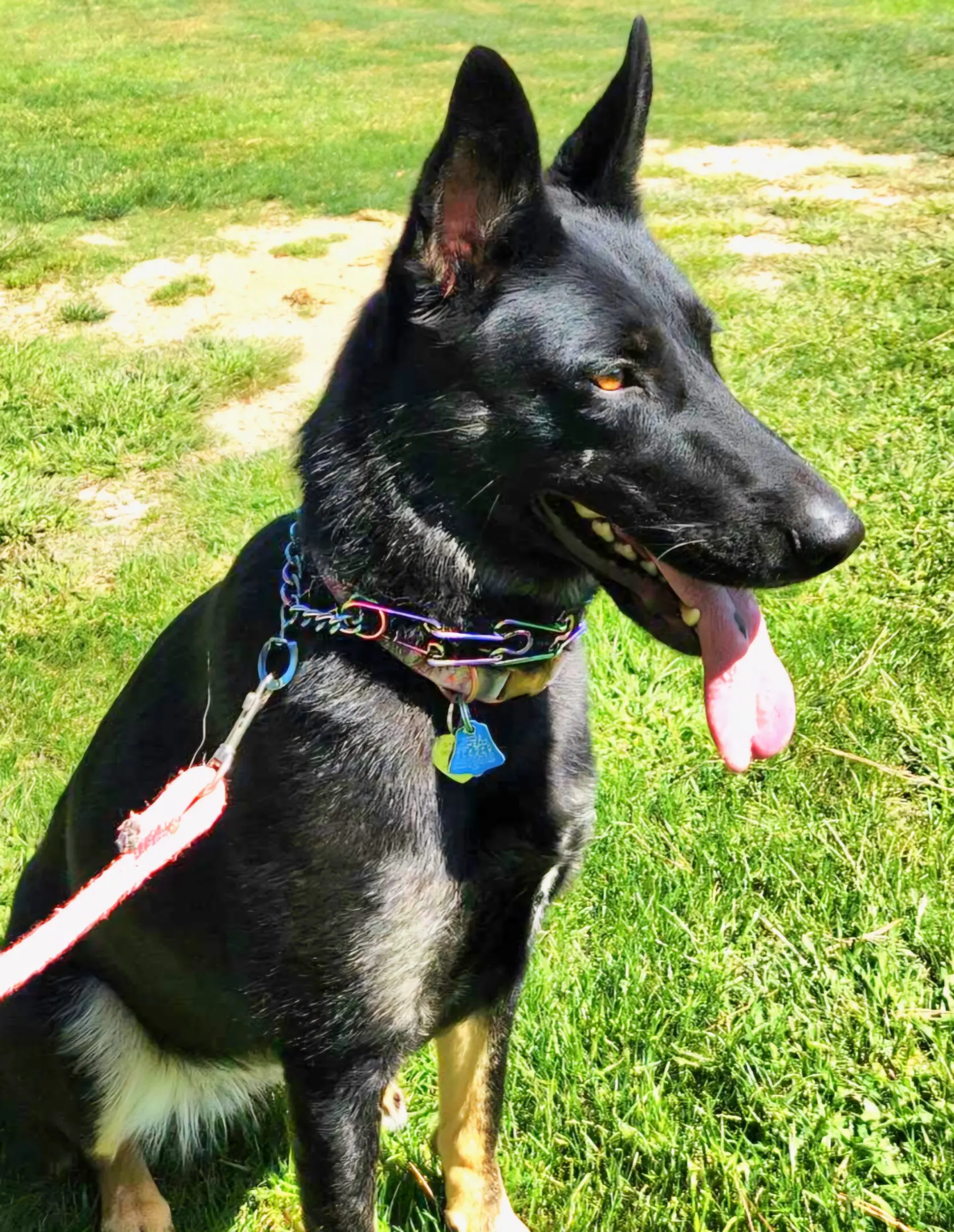 Black German Shepherd on leash, panting