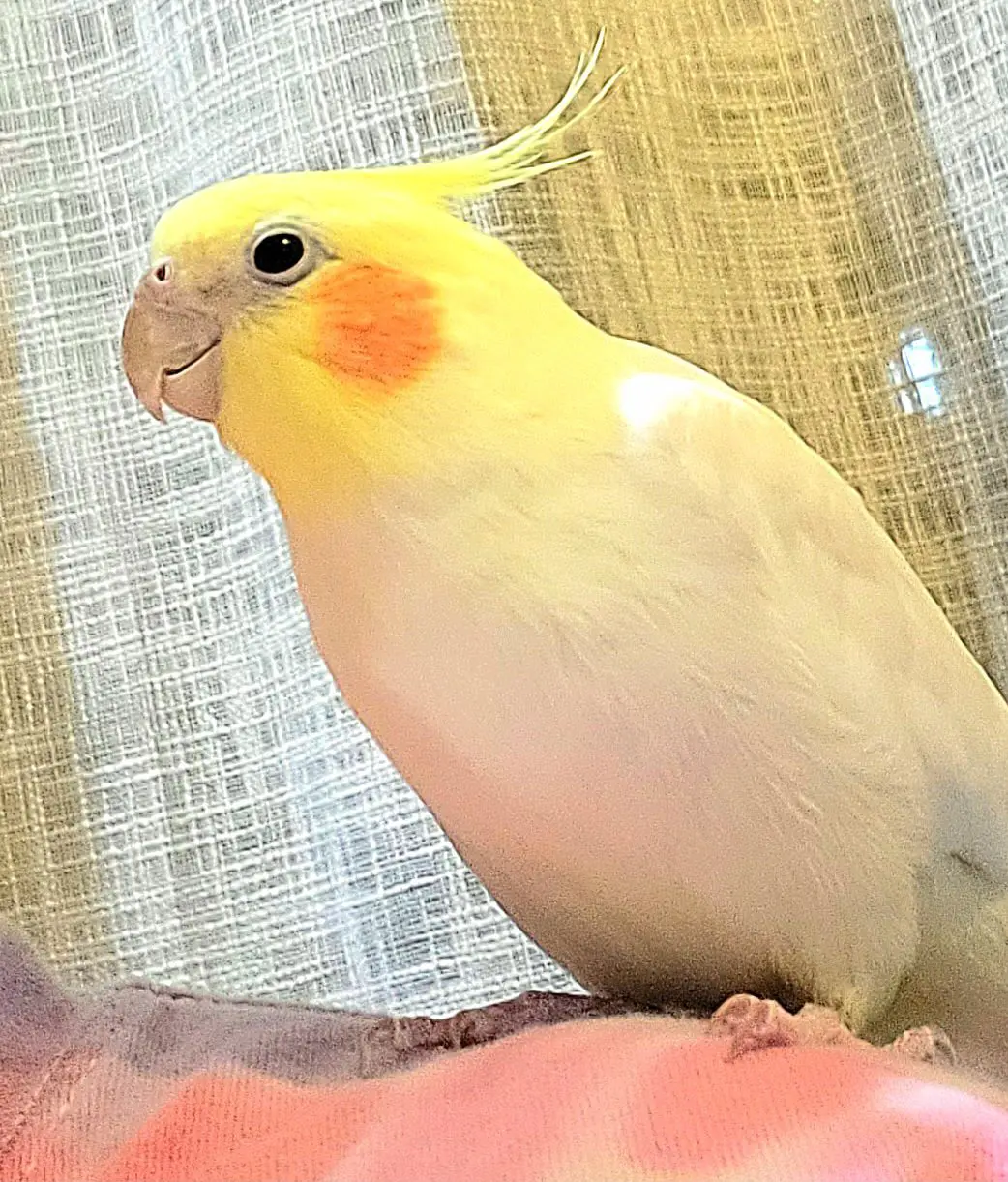 Yellow cockatiel with orange cheek patches