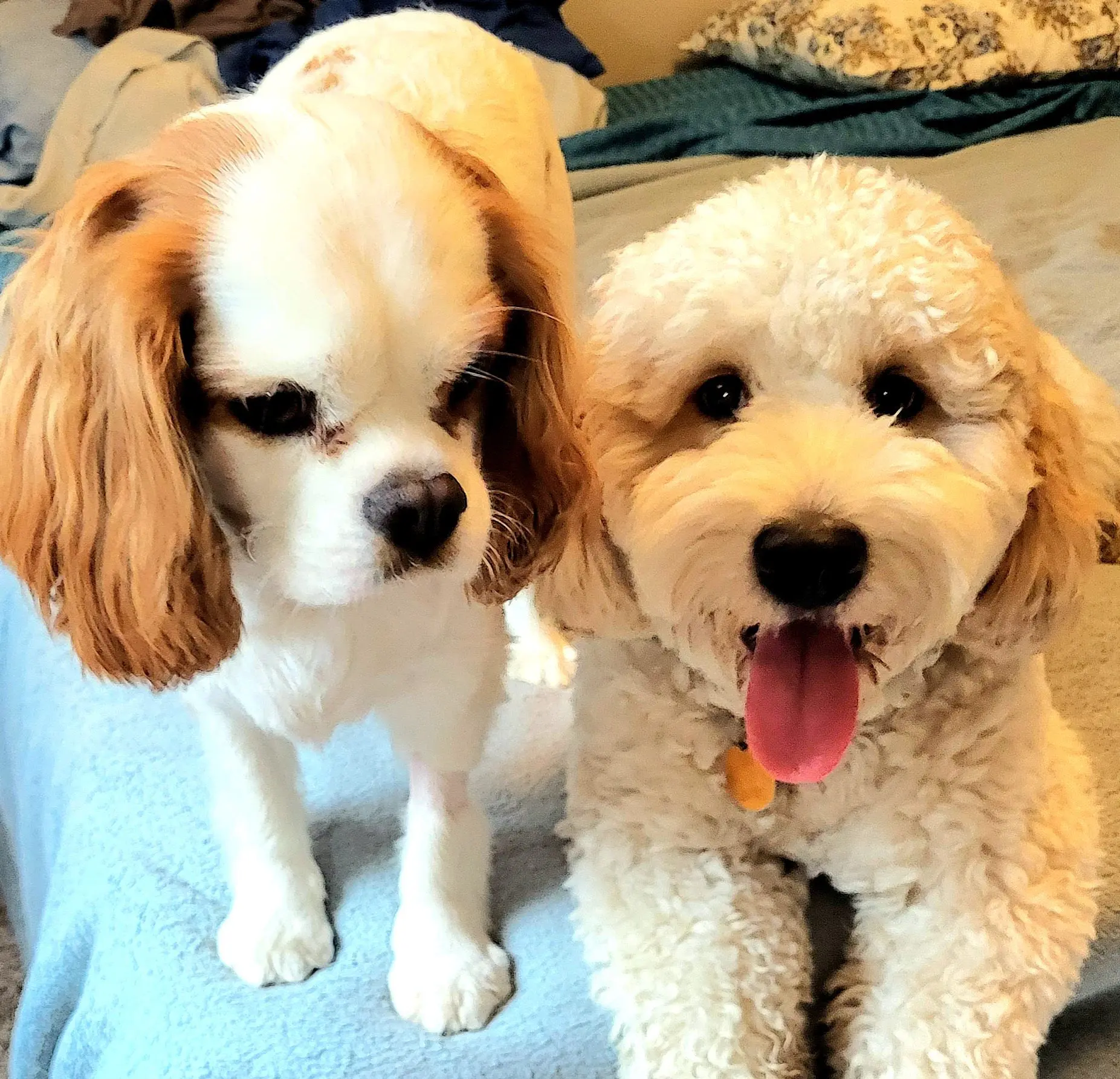 Two small fluffy dogs on a bed