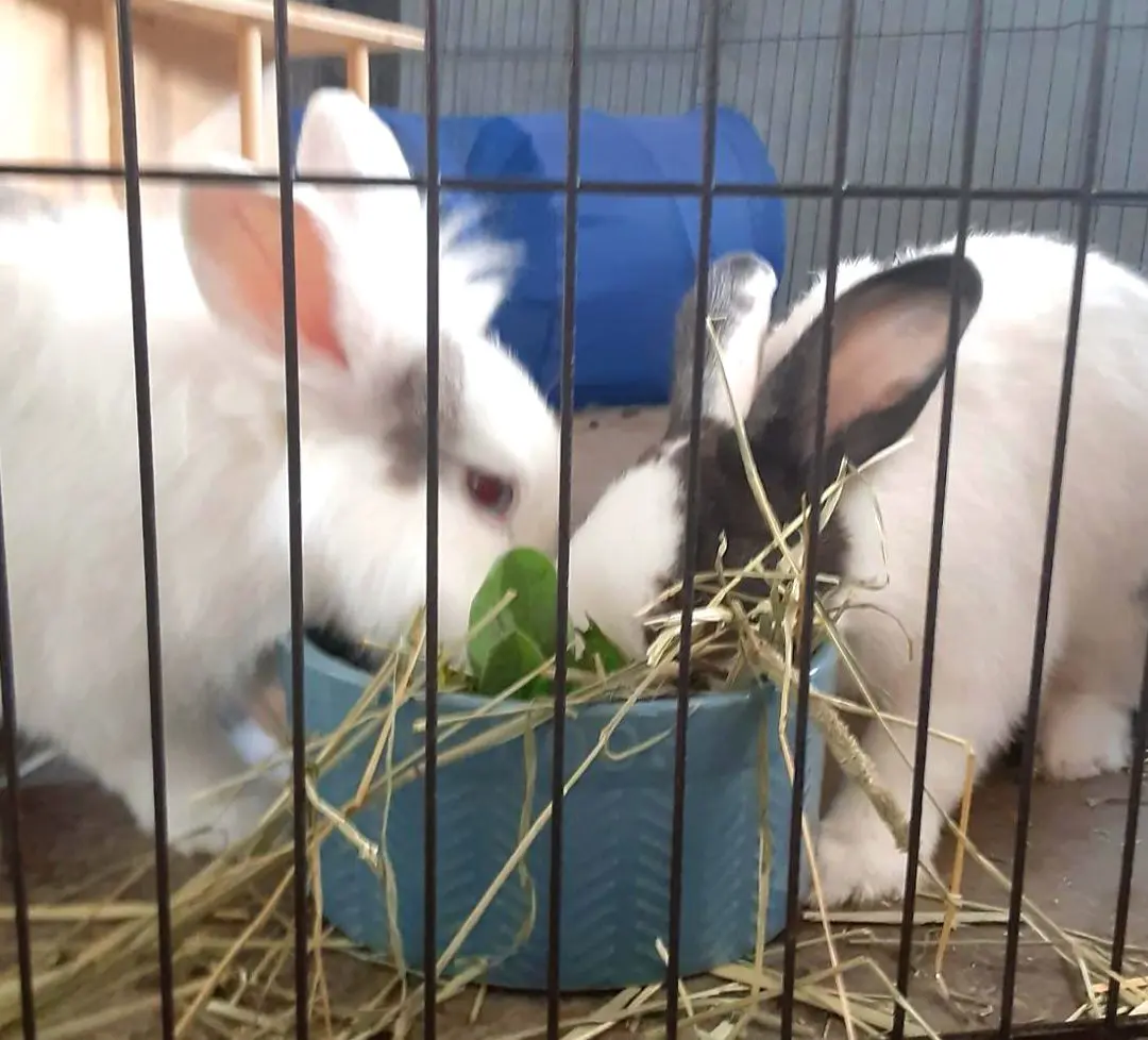 Two white rabbits eating hay in cage