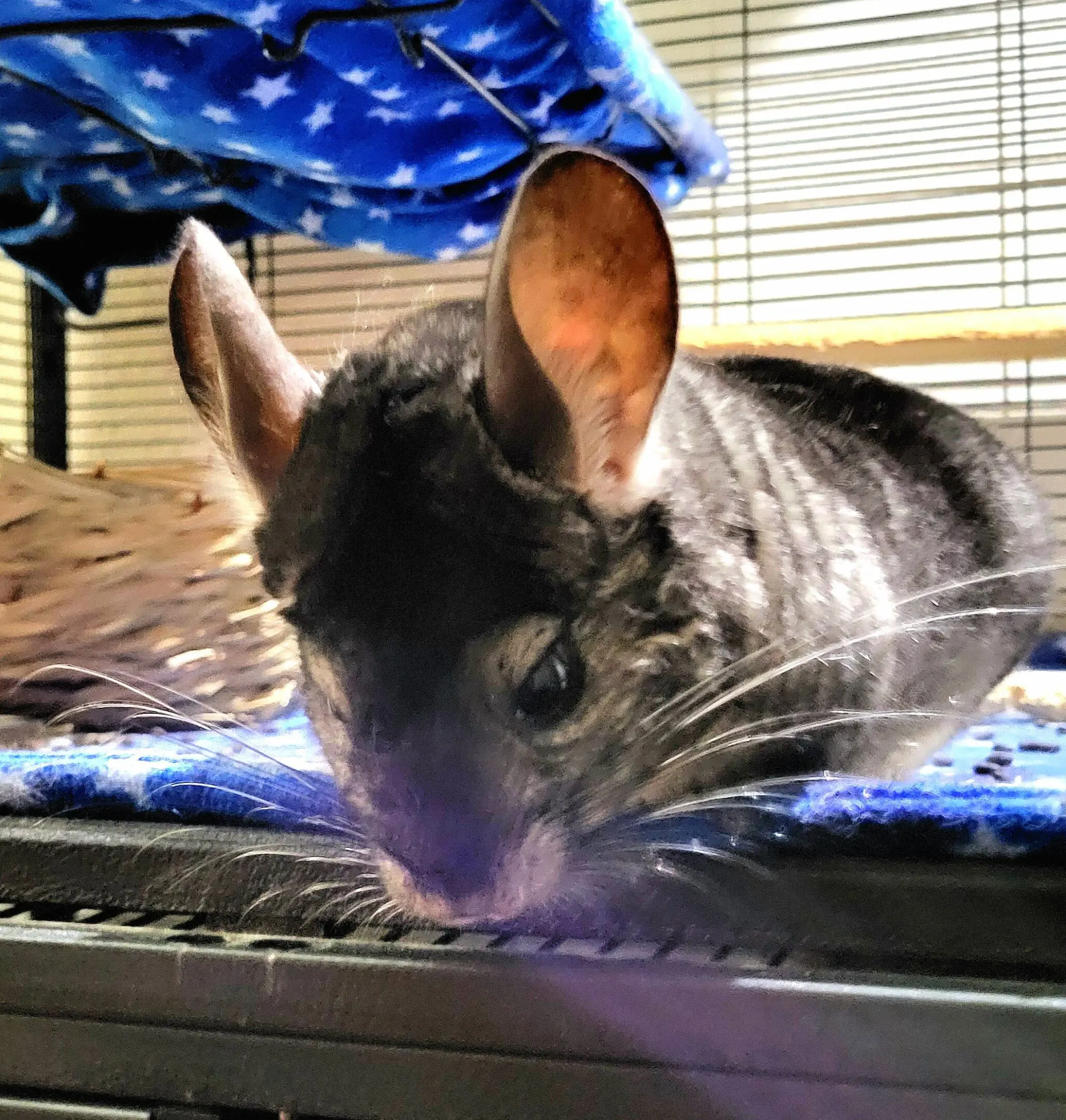 Gray chinchilla resting on blue blanket