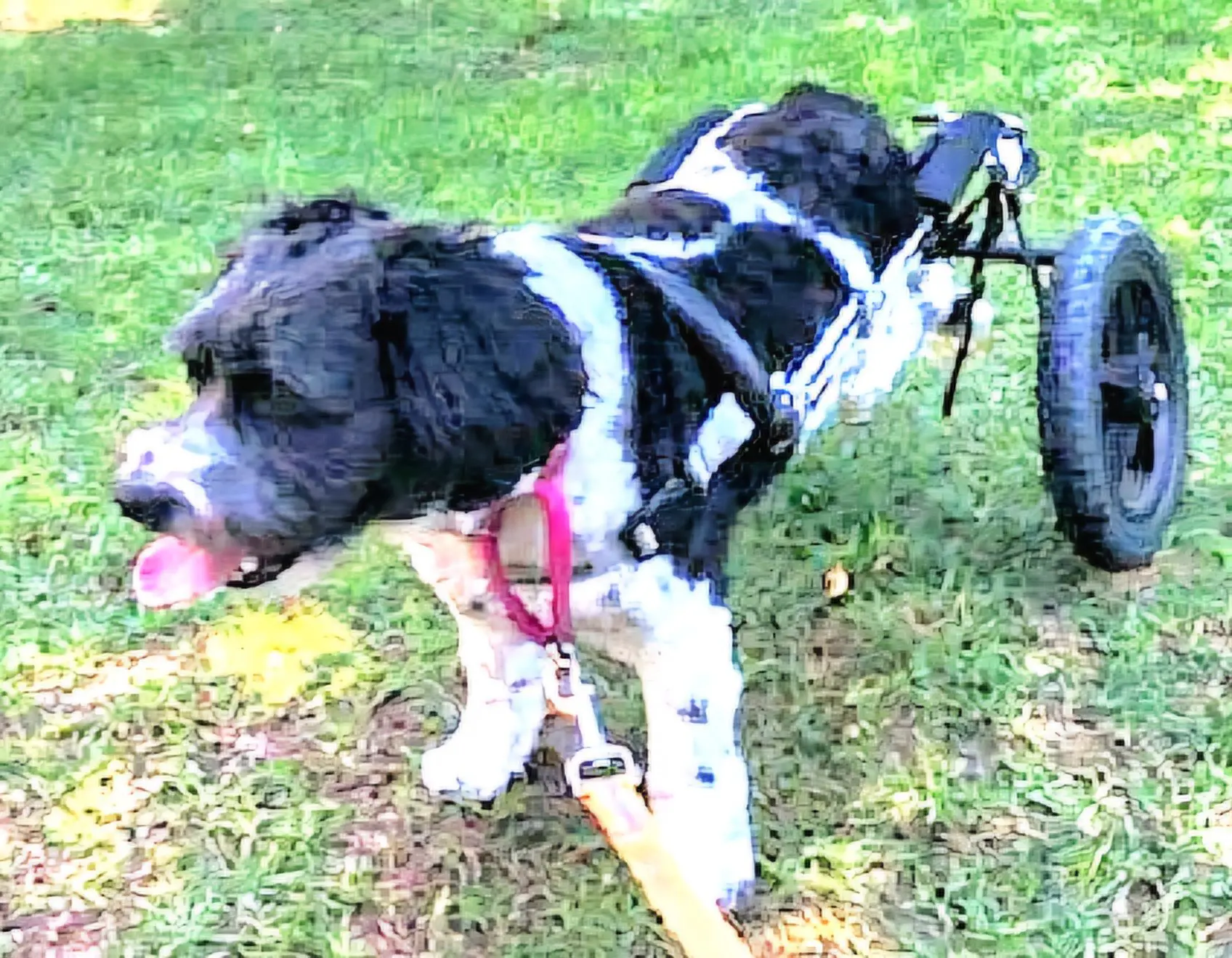 Black and white dog in wheelchair on grass