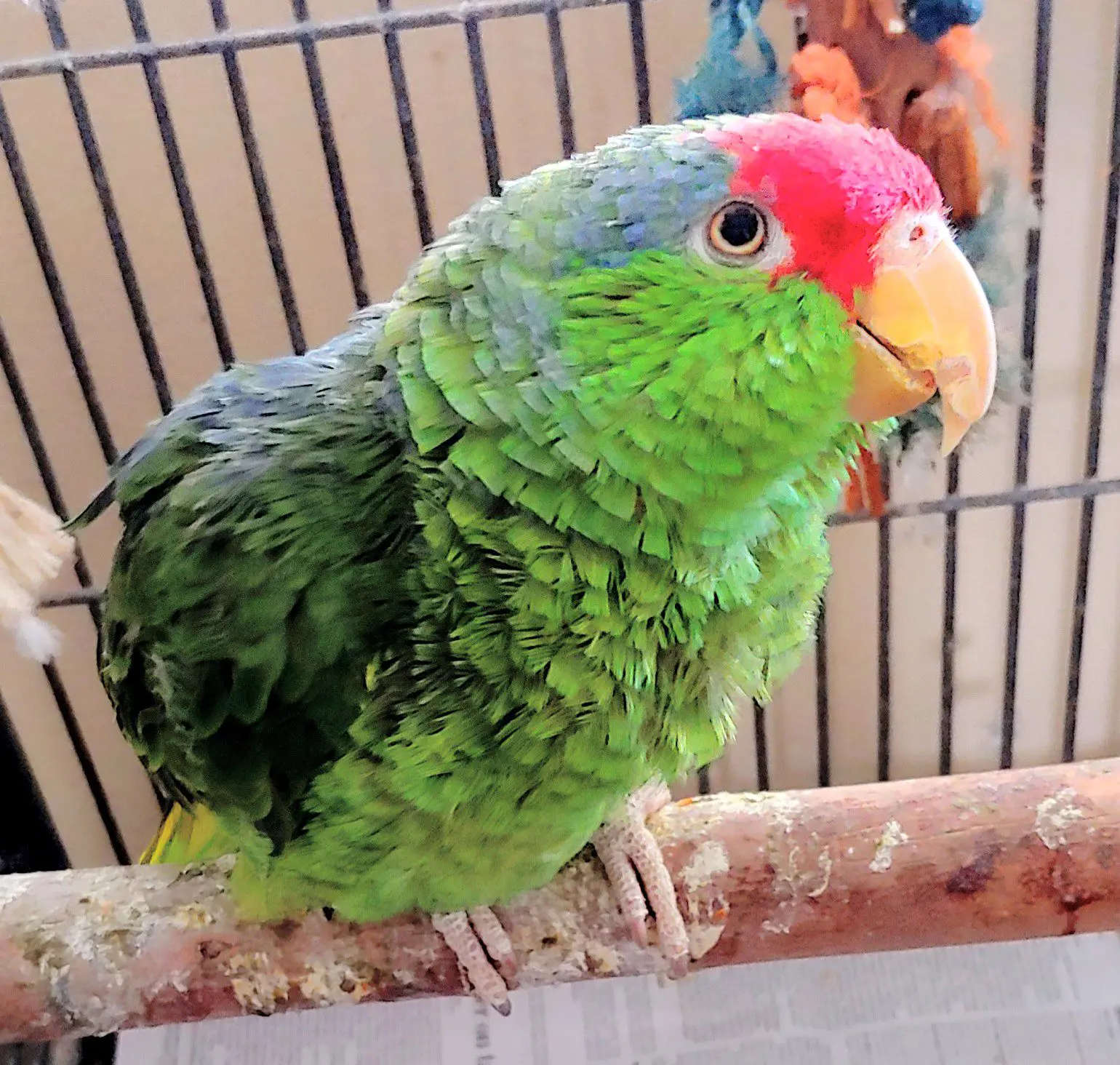 Green parrot with red forehead on perch