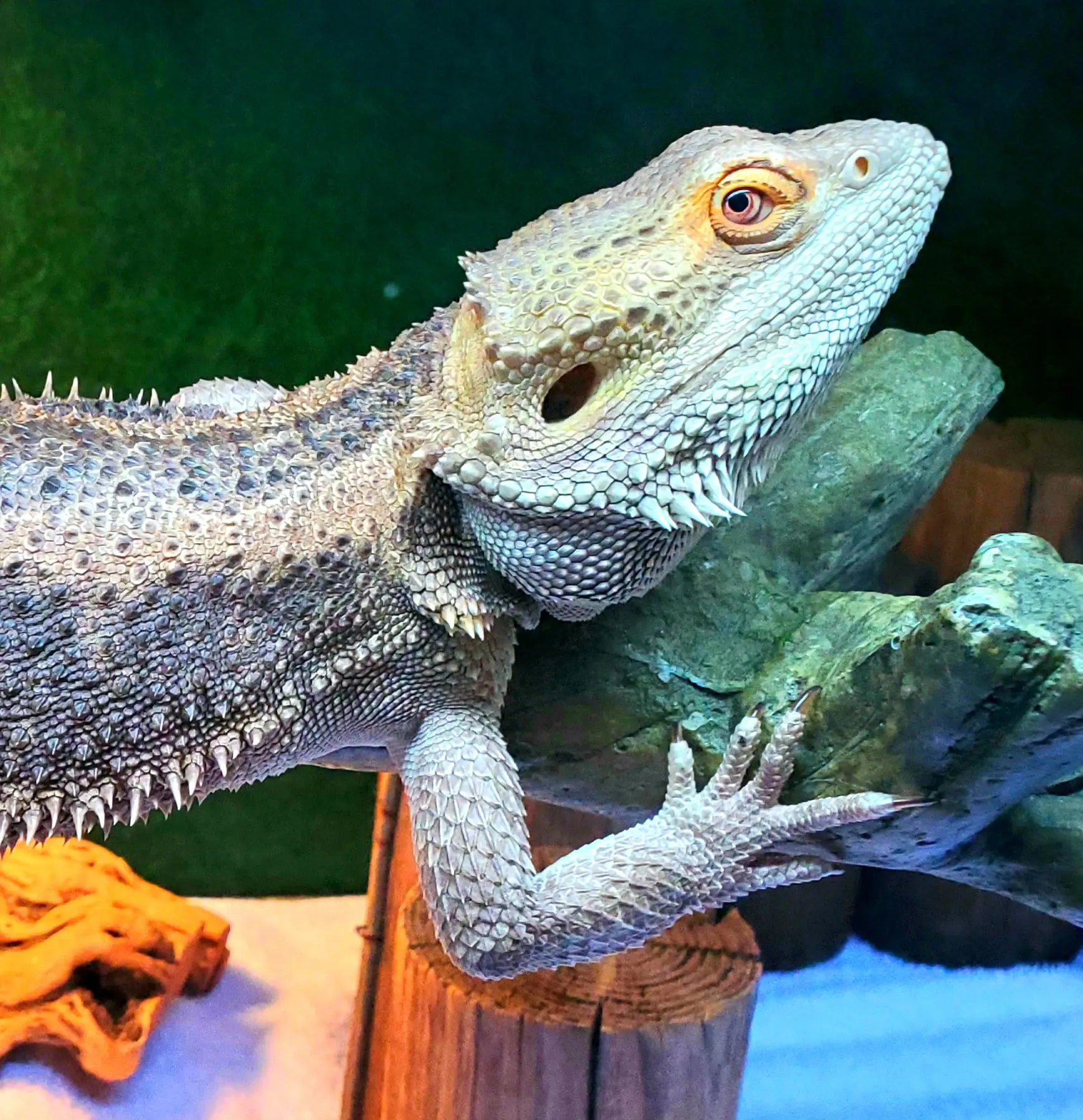 Bearded dragon lizard on wooden perch