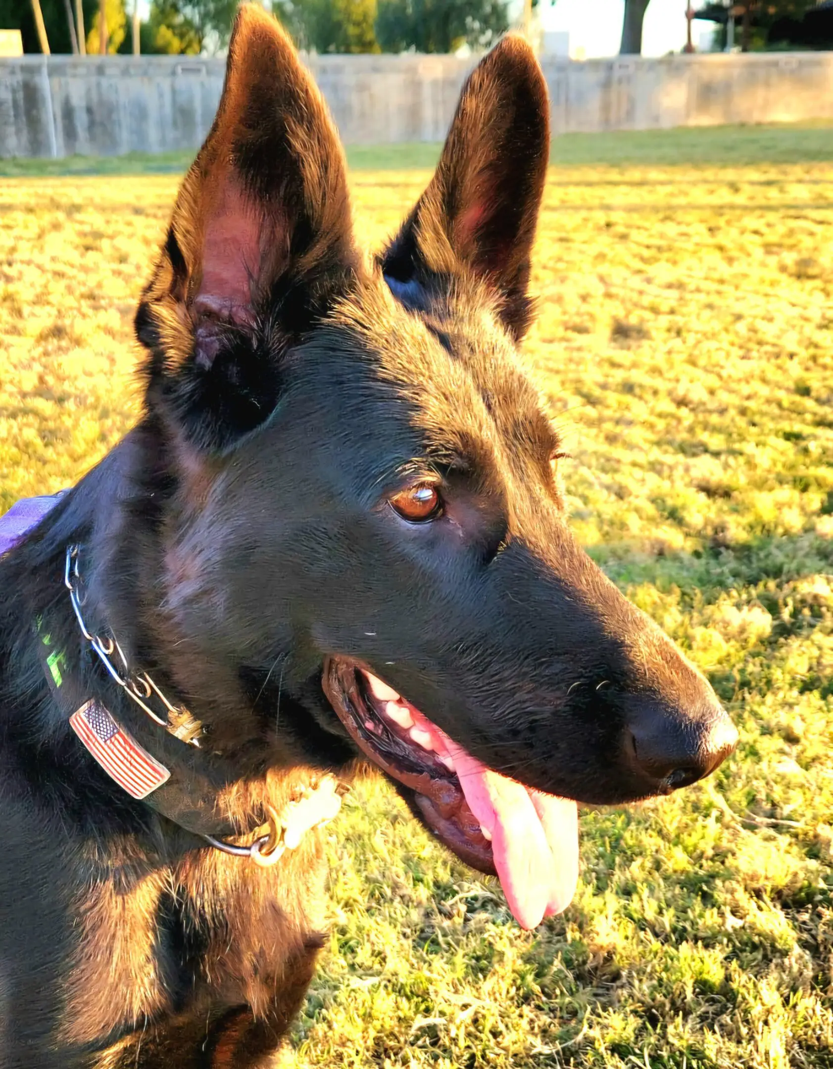 Black German Shepherd with American flag tag