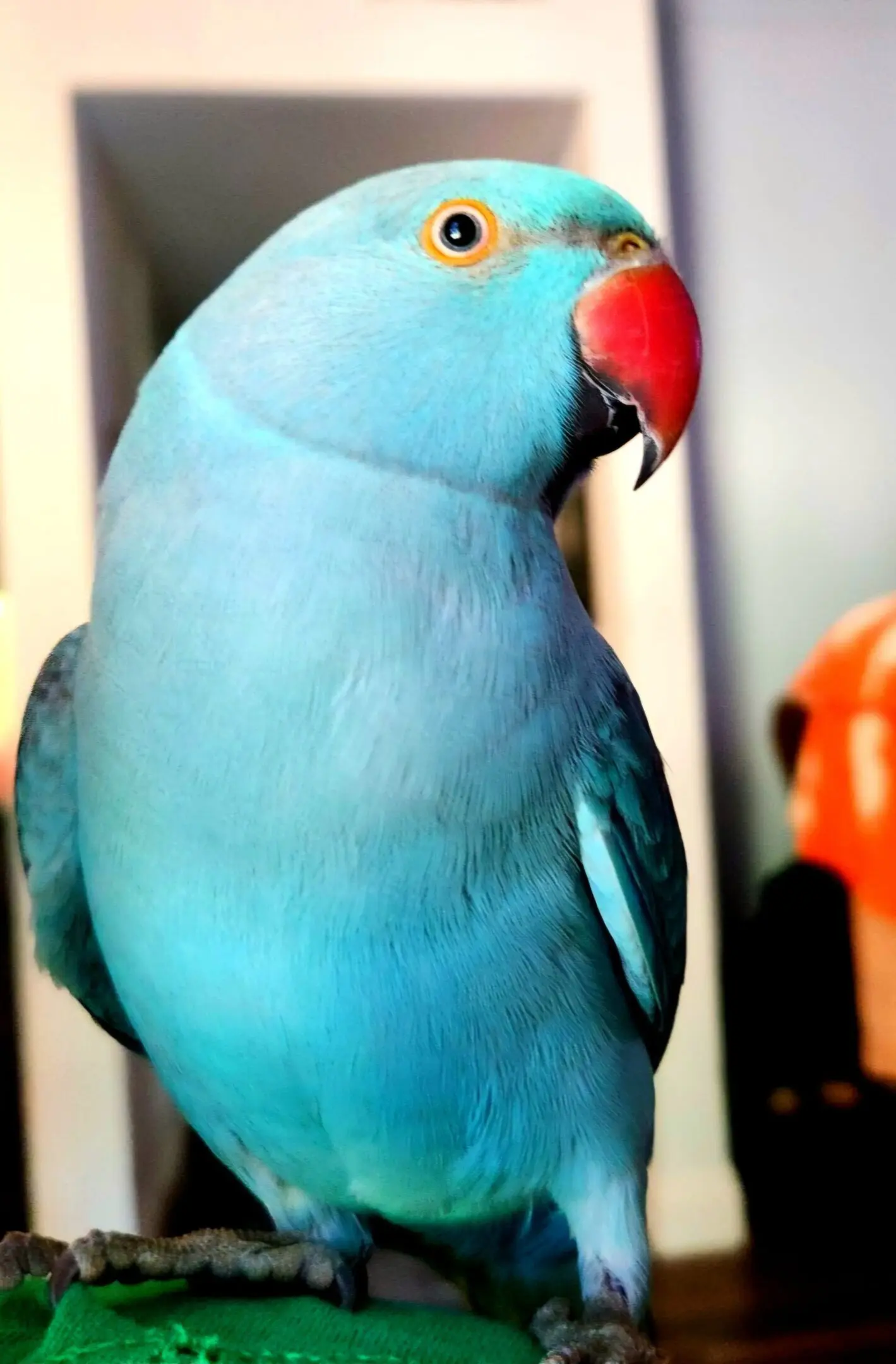 Blue parrot with red beak