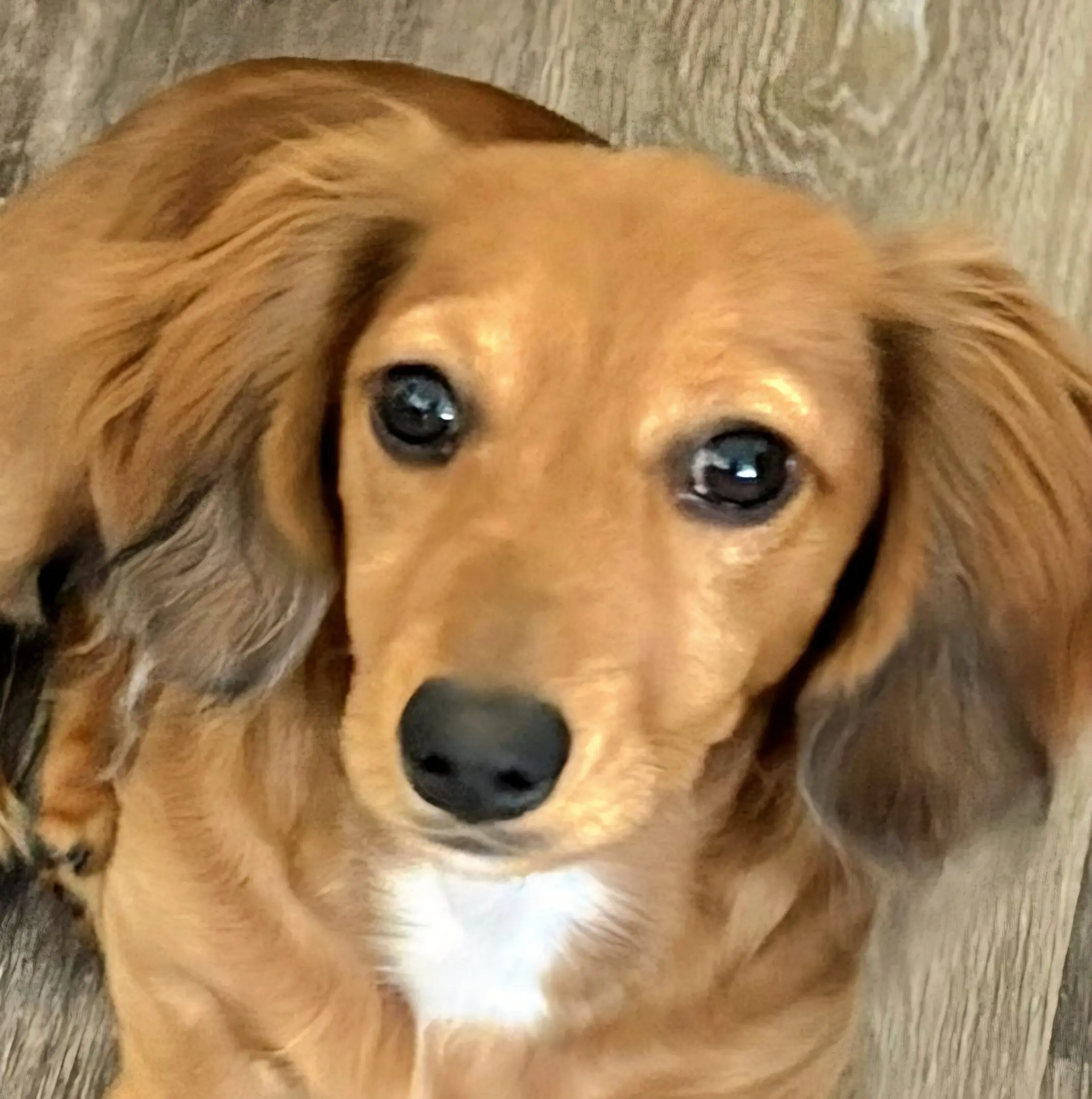 Brown long-haired dachshund looking up