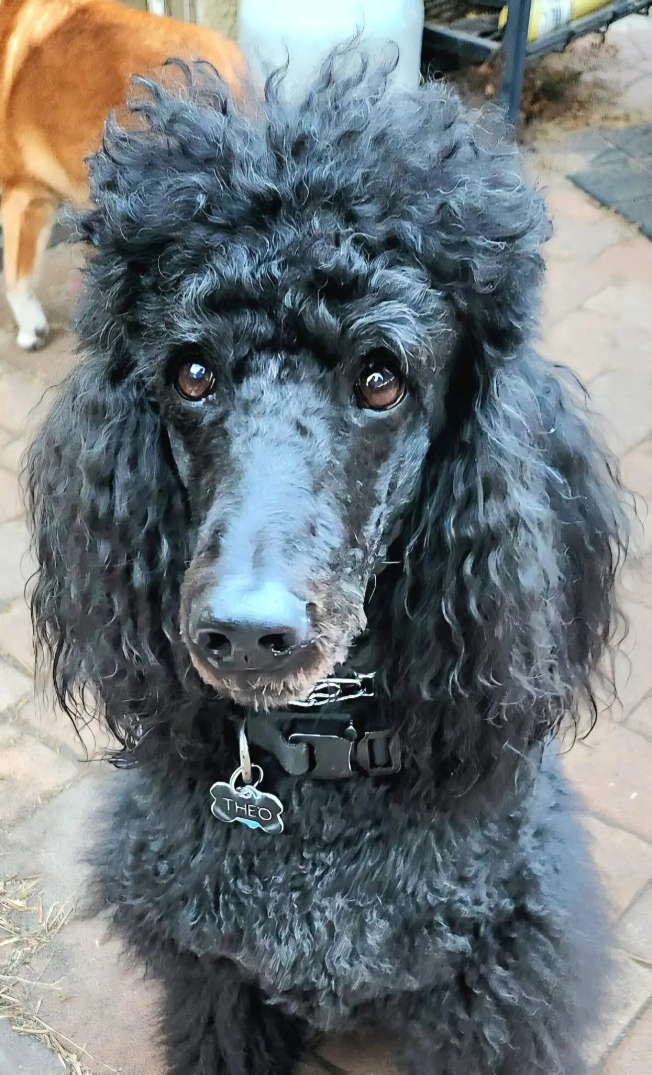 Curly black standard poodle close-up portrait