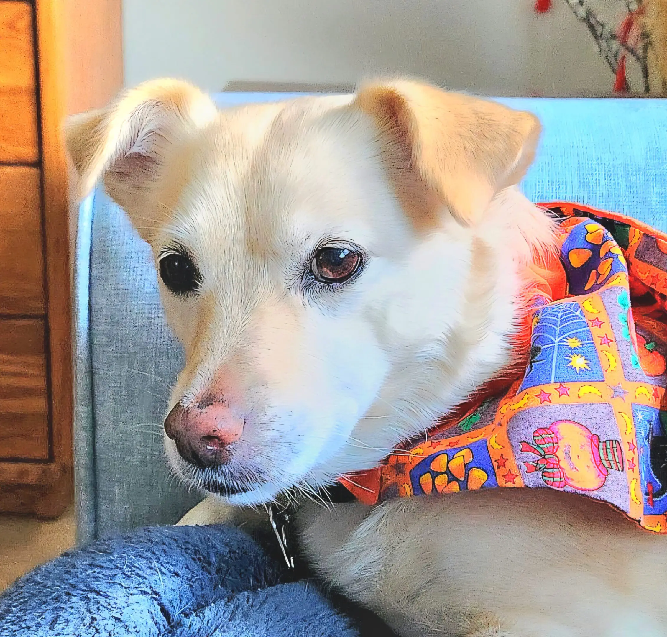 Cream dog with colorful bandana on couch