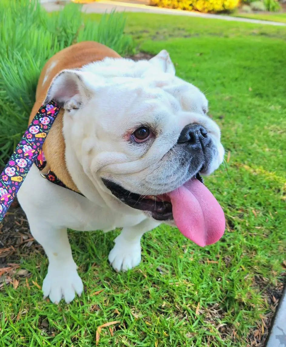 English bulldog panting on grass with floral leash