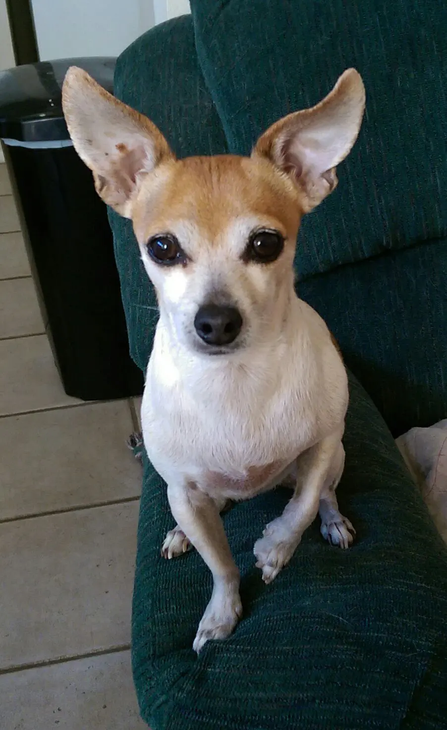 Small tan-and-white chihuahua on green chair
