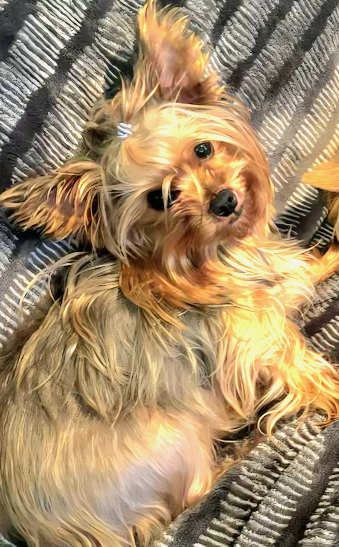 Small long-haired dog lying on striped blanket