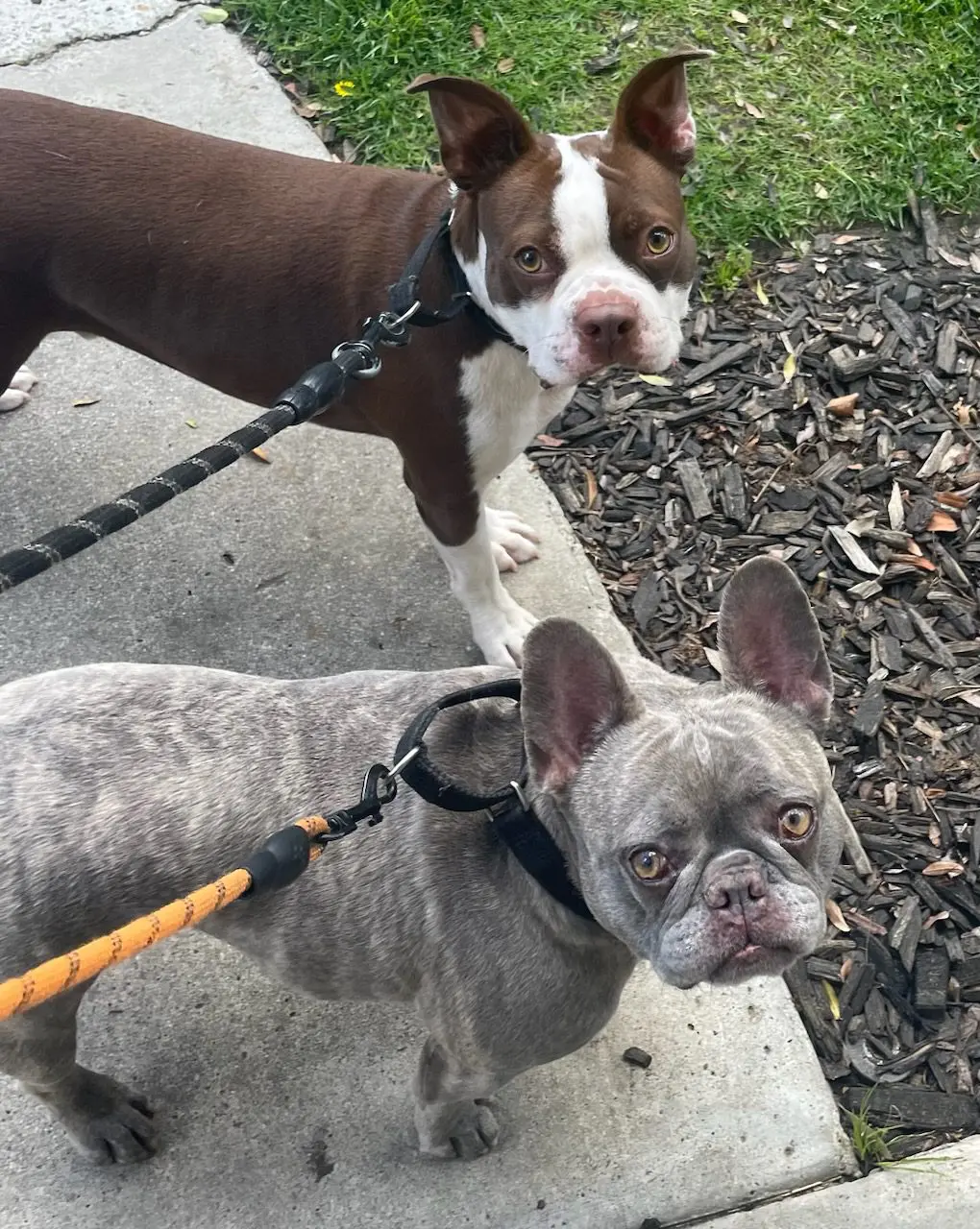 Two leashed dogs looking up at camera