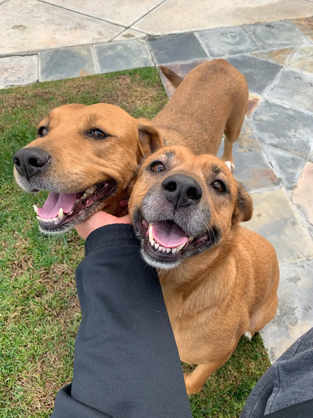 Two smiling brown dogs being petted