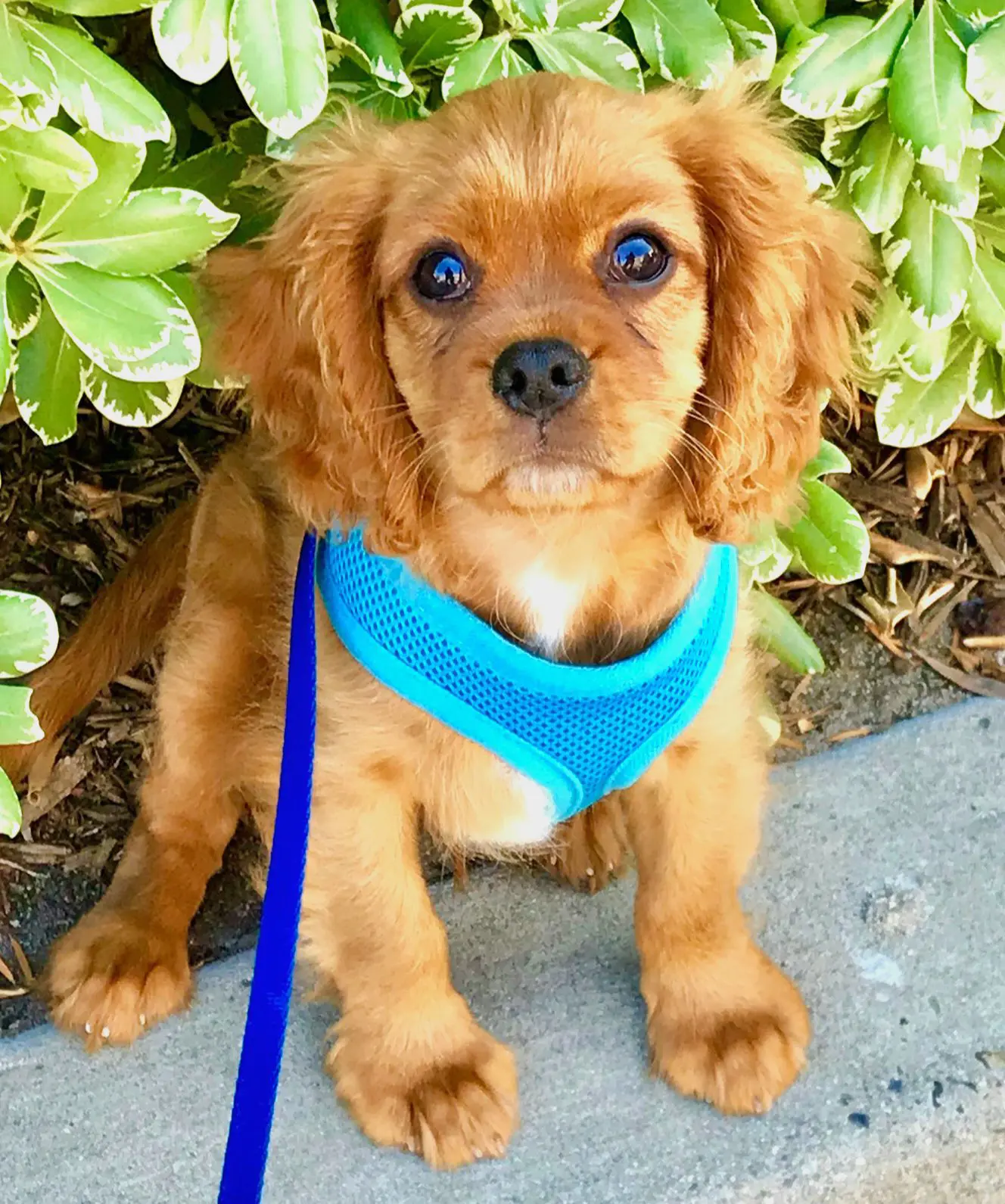 Brown puppy wearing blue harness and leash