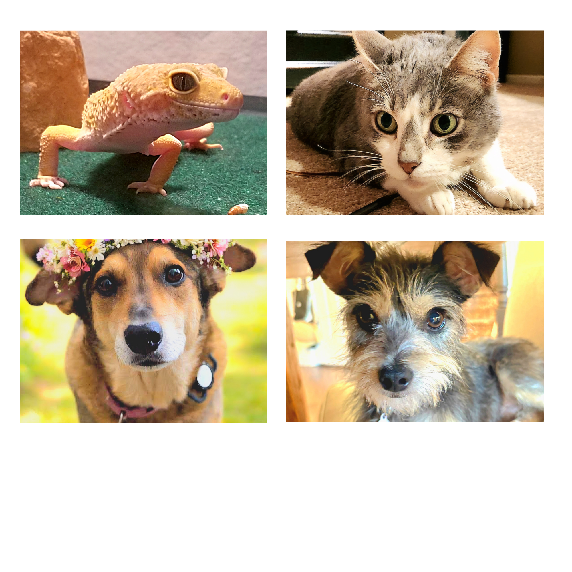 Four pets: gecko, cat, and two dogs