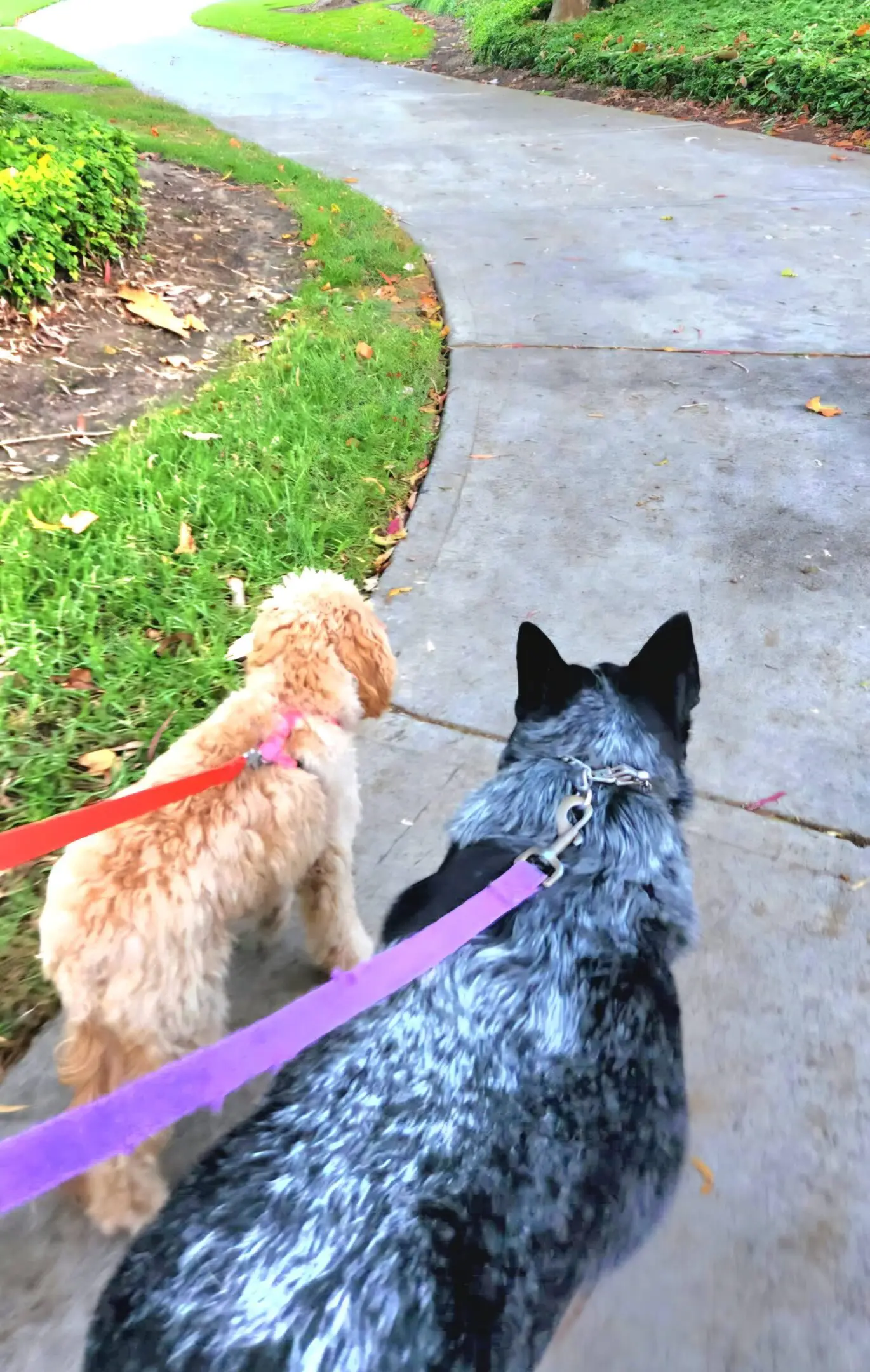 Two leashed dogs walking on sidewalk