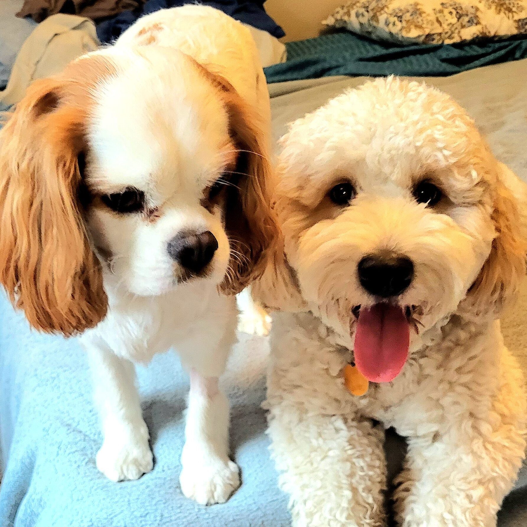Two small fluffy dogs on a bed