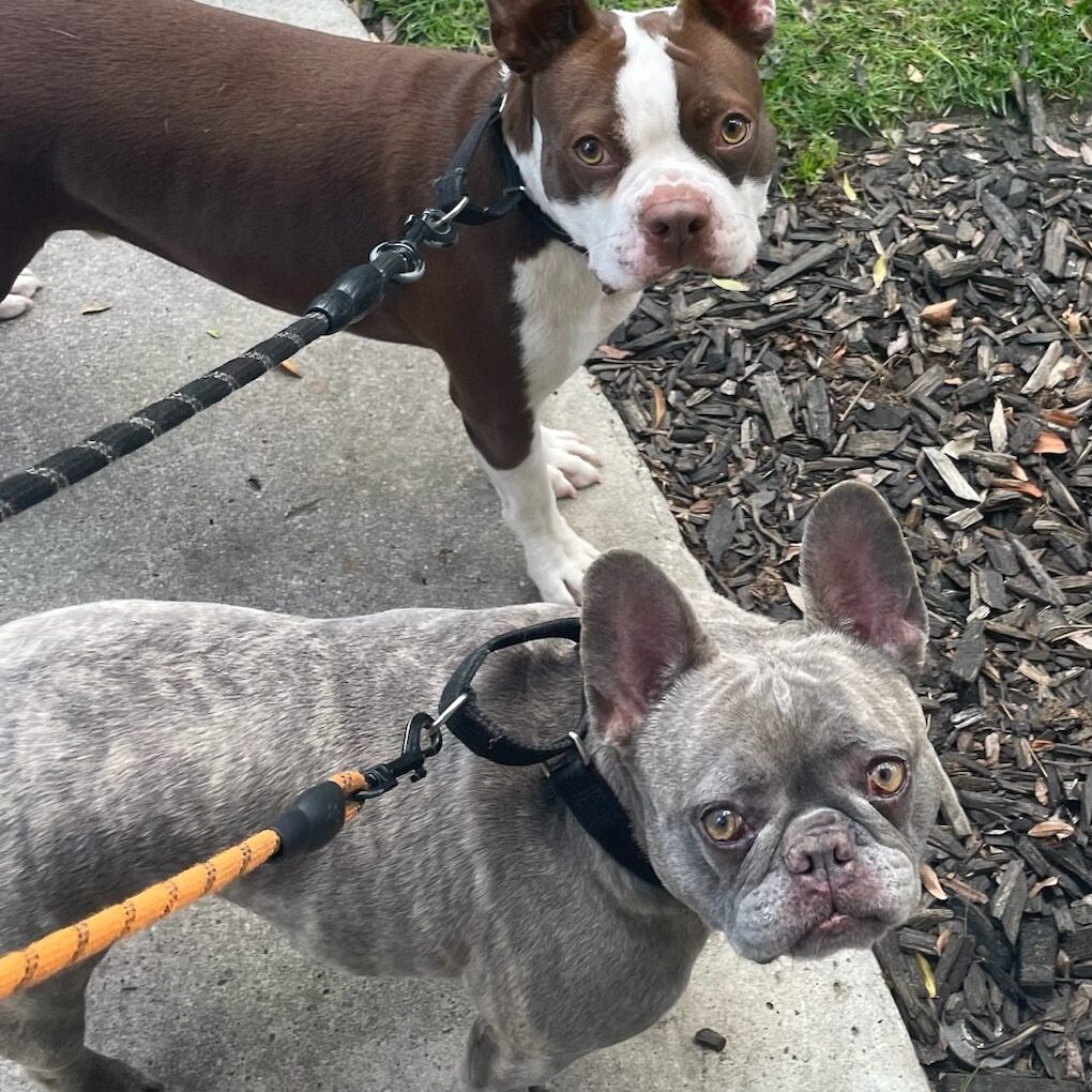 Two leashed dogs looking up at camera