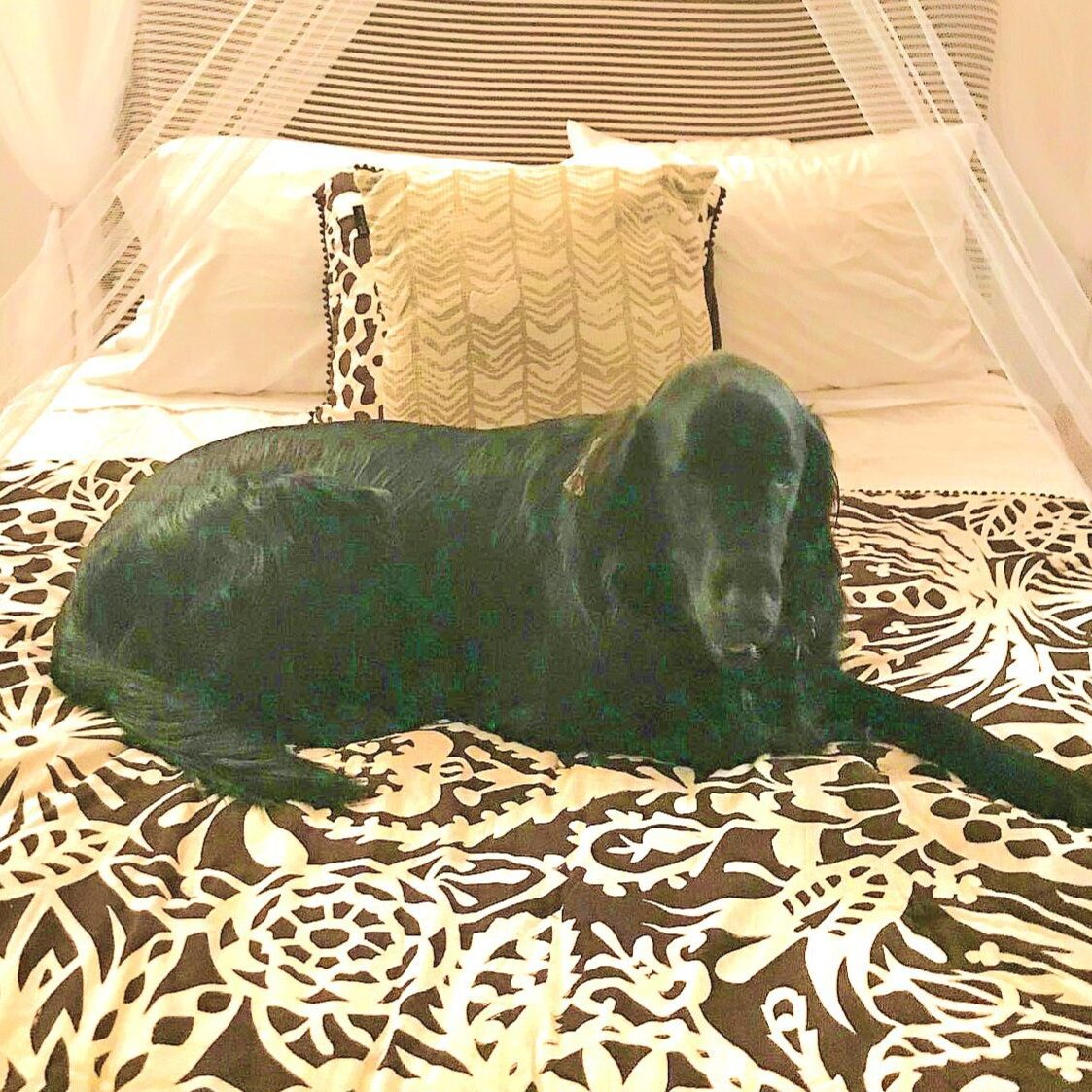 Black dog lying on patterned bedspread