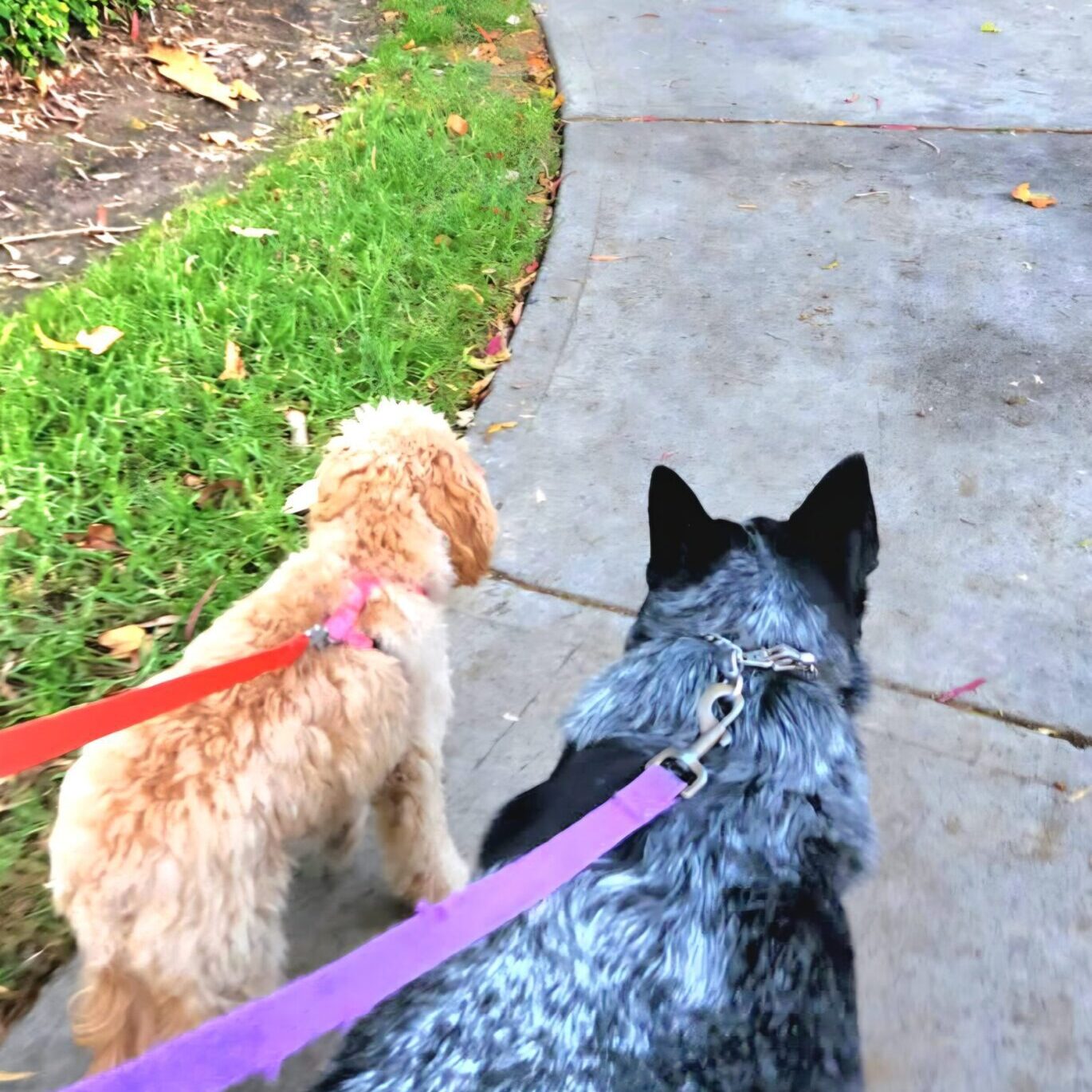 Two leashed dogs walking on sidewalk
